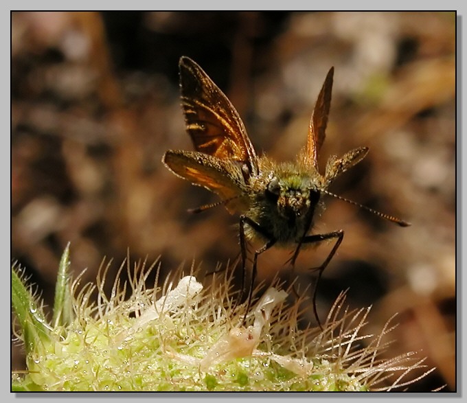 Ochlodes sylvanus e Pieris  mannii